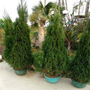 Egrow 50 PCS Italian Cypress Tree Seeds Cupressus Sempervirens Home Garden Bonsai Planting Seeds