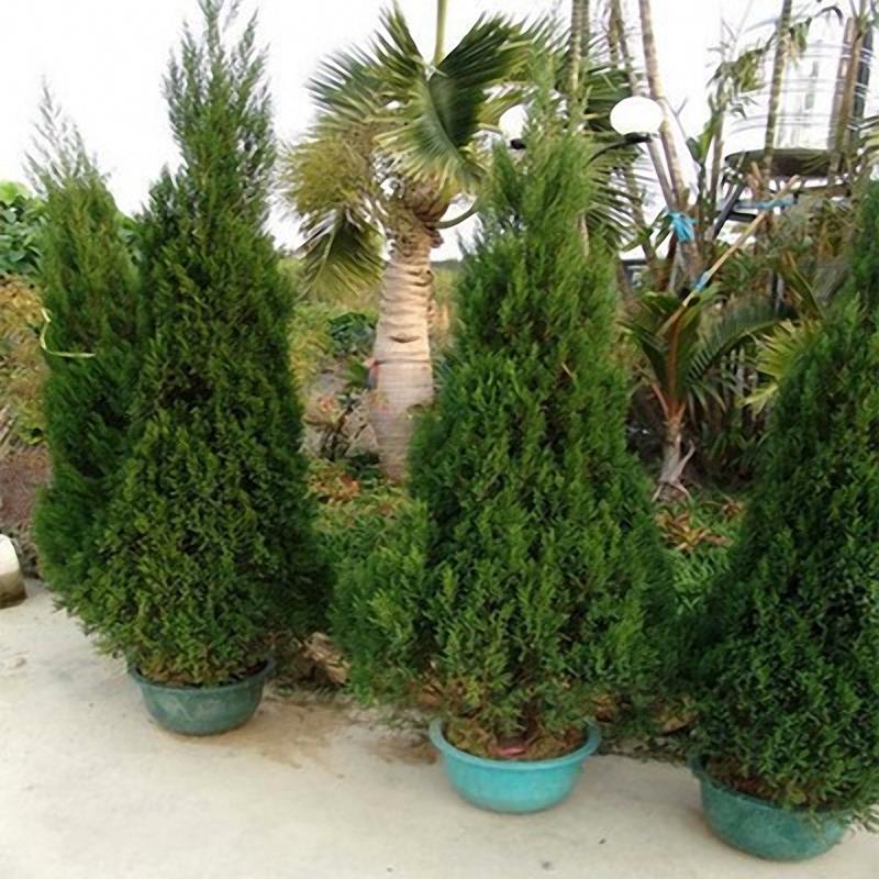 Egrow 50 PCS Italian Cypress Tree Seeds Cupressus Sempervirens Home Garden Bonsai Planting Seeds