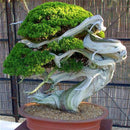 50PCS Juniper Bonsai Tree Potted Flowers Office Bonsai Purify the Air Juniper Seeds