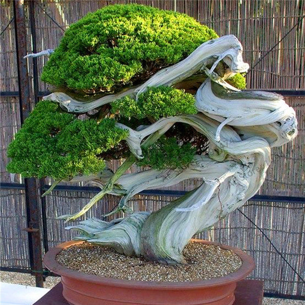 50PCS Juniper Bonsai Tree Potted Flowers Office Bonsai Purify the Air Juniper Seeds