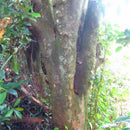 Egrow 20 Pcs/Pack Sandalwood Seeds Sandalwood Tree Santalum Album Rare Sanders