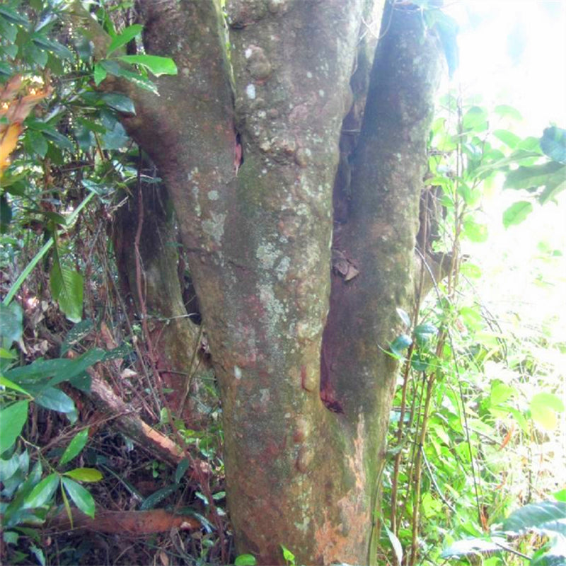 Egrow 20 Pcs/Pack Sandalwood Seeds Sandalwood Tree Santalum Album Rare Sanders