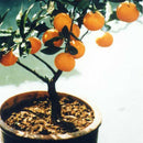 30Pcs Edible Fruit Mandarin Bonsai Tree Seeds Citrus Seeds Bonsai Mandarin Orange Seeds