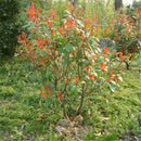 Egrow 50 Pcs/Pack Serrulata Seeds Photinia Serrulata Tree Plant Red Robin Home Garden Decoration