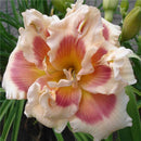 Egrow 50 Pcs/Pack Daylily Seeds Daylily Flowers Hemerocallis Lily Indoor Bonsai Flower Perennial Plant for DIY Home Garden Supplies