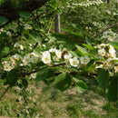 Egrow 20 Pcs/Pack Cotoneaster Seeds Xunzi Tree Plant Cotoneaster Multiflora