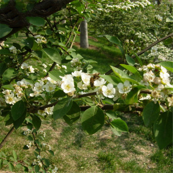 Egrow 20 Pcs/Pack Cotoneaster Seeds Xunzi Tree Plant Cotoneaster Multiflora