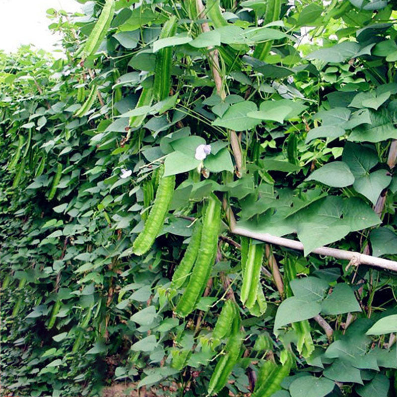 Egrow 20Pcs/Pack Winged Bean Seeds Asian Psophocarpus Tetragonolobus Bonsai Vegetable Plants Seeds