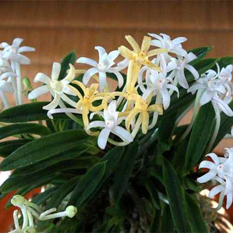 Egrow 100Pcs/Pack Neofinetia Falcata Orchid Seeds Bonsai Flower Plants for Home Garden