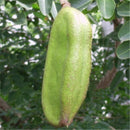 Egrow 12 Pcs/Pack Afzelia Xylocarpa Tree Seeds Ficus Religiosa Bodhi Tree Puti