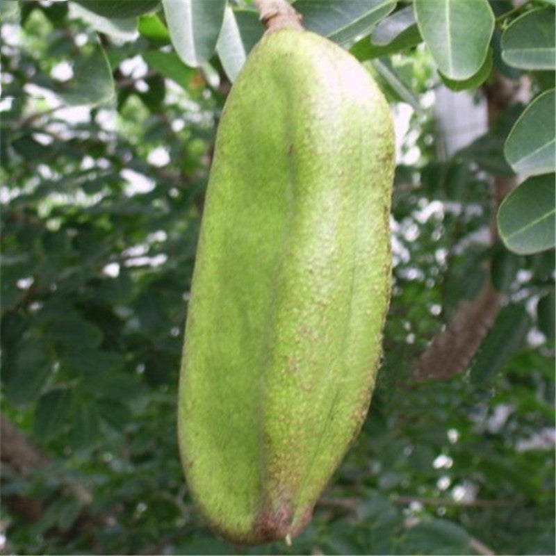 Egrow 12 Pcs/Pack Afzelia Xylocarpa Tree Seeds Ficus Religiosa Bodhi Tree Puti