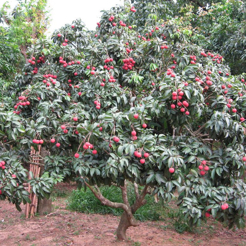 Egrow8Pcs/Bag Litchi Seeds Summer Delicious Fruit Litchi Seeds Nutritious and Delicious Fruit Seeds