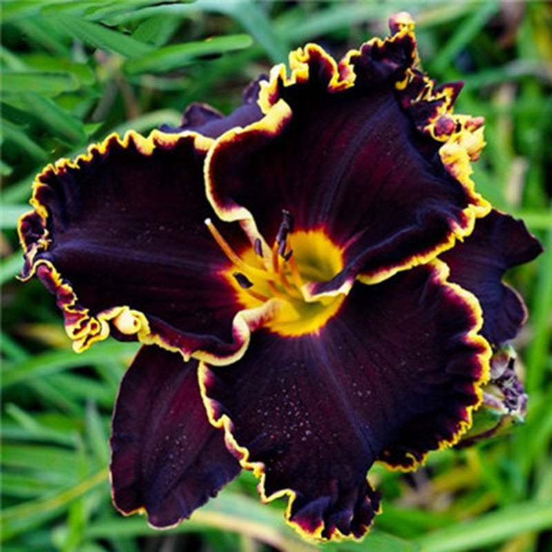 Egrow 50 Pcs/Pack Daylily Seeds Daylily Flowers Hemerocallis Lily Indoor Bonsai Flower Perennial Plant for DIY Home Garden Supplies