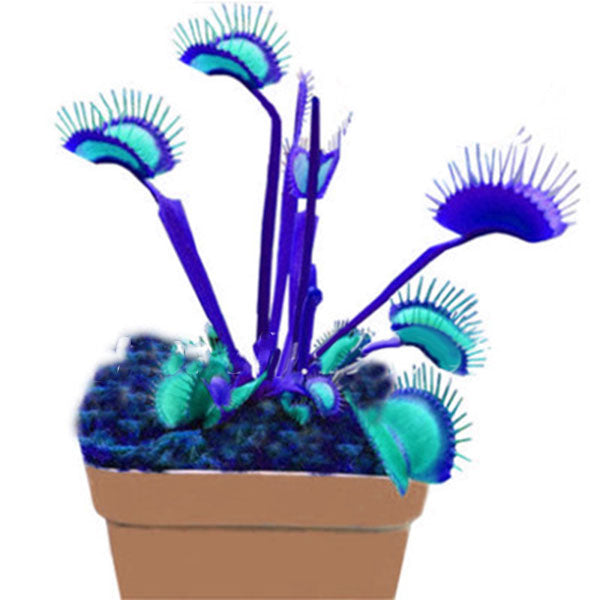 Egrow 100 Pcs/Pack Flycatcher Seeds Giant Clip Venus Flytrap Potted Bonsai