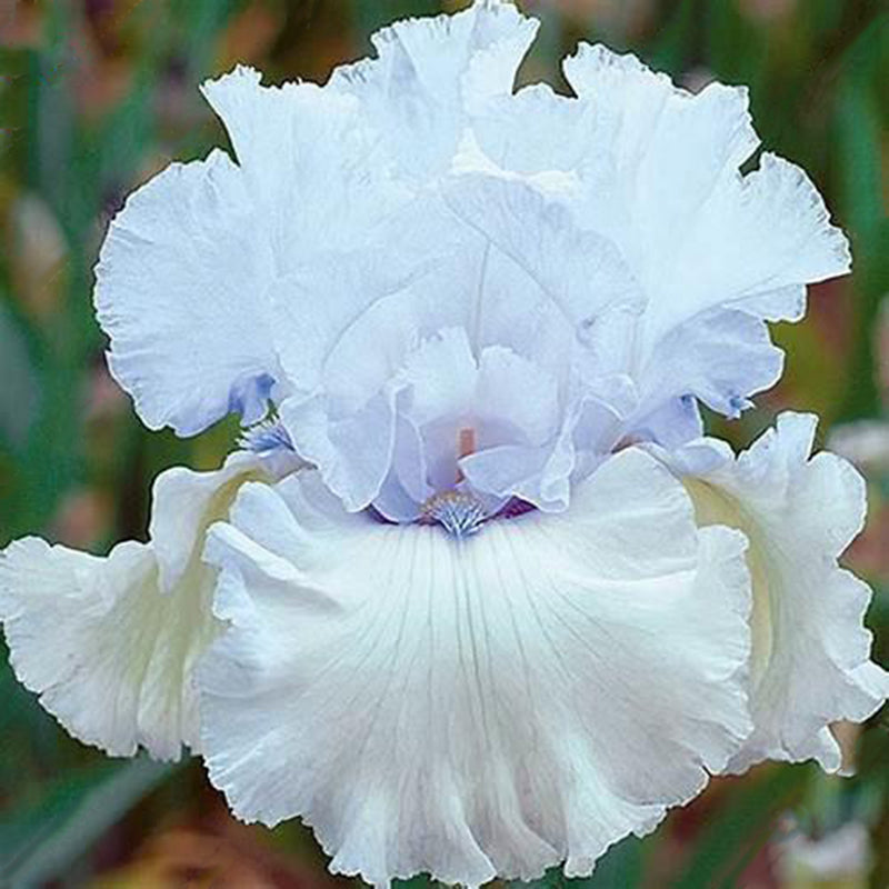 Egrow 100PCS/Bag Iris Bonsai Orchids Seeds Rare Mixed Iris Bonsai Orchids Indoor Plants Beautiful Home Garden Planting Bonsai