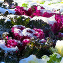 Egrow 200 Pcs/Pack Cabbage Seeds Home Garden Ornamental Cabbage Flowering Brassica Oleracea Bonsai Vegetable Plant