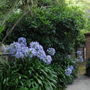 Egrow 30 Pcs/Pack Agapanthus Lily Flower Seeds Agapanthus Africanus Flower Seeds Home Garden Decoration