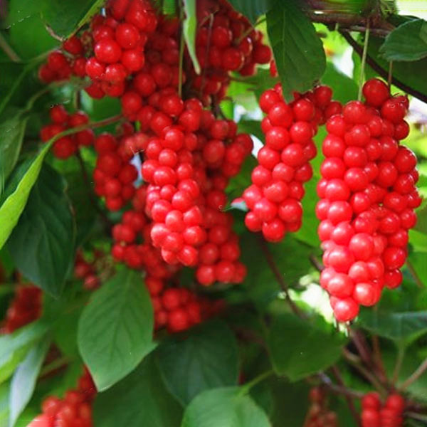 Egrow 100Pcs/Pack Schisandra Seeds Chinese Magnolia Vine Edible Garden Fruit Tree Seed DIY Plants