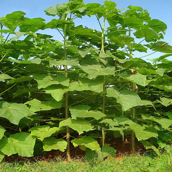 Egrow 200Pcs/Pack Paulownia Seeds Garden Potted Rare Paulownia Plants Seed