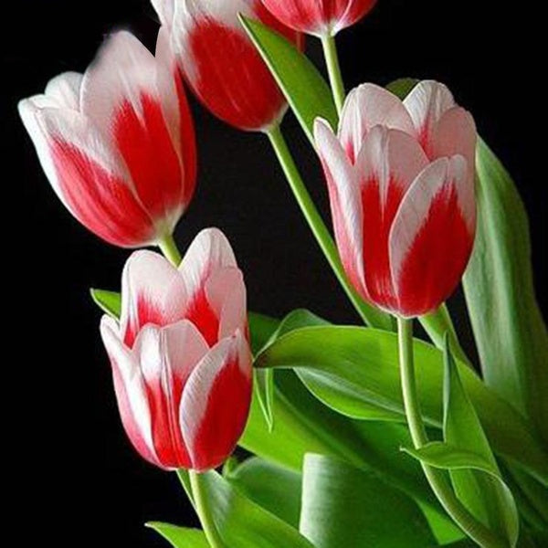 Egrow 50Pcs/Pack Colorful Tulip Seeds Garden Perennial Potted Tulip Flower Plants