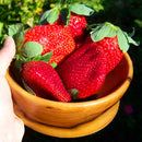 Egrow 100 Pcs/Pack Strawberry Tree Seeds Rare Fruit Strawberry Bonsai Seed Garden DIY Planting