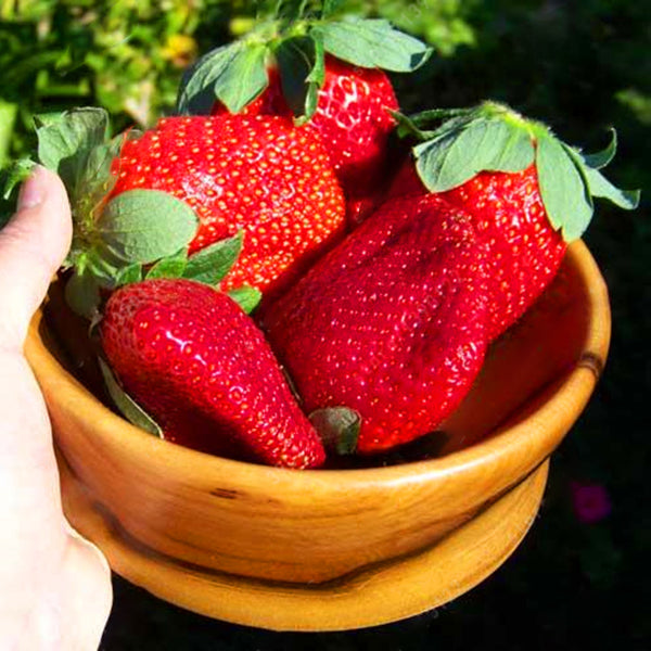 Egrow 100 Pcs/Pack Strawberry Tree Seeds Rare Fruit Strawberry Bonsai Seed Garden DIY Planting