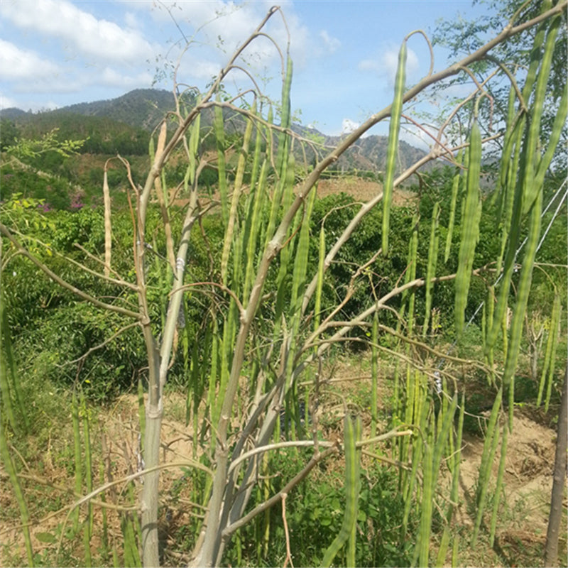 Egrow 80 Pcs/Pack Moringa Tree Seeds Moringa Tree Semente Plant Moringa Oleifera Tree