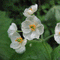 10PCS Japanese Lotus Flower Seeds White Petal Flower with Rain Turns Translucent Bonsai Crystal