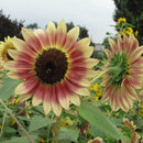 40Pcs Mixed Colored Sunflower Seeds Rare Bonsai Flower Seeds Garden potted Plant