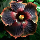 Egrow 50Pcs/Pack Giant Hibiscus Flower Seeds Garden & Home Perennial Potted Plants Flowers