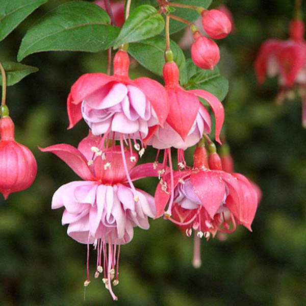30PCS Fuchsia Hybrida Voss Seeds Potted Ornamental Plants Garden Bonsai