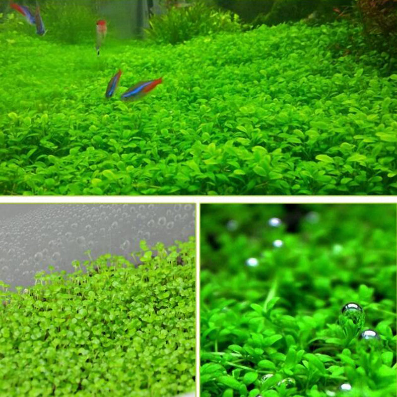 Egrow 1000Pcs/Pack Aquarium Grass Seeds Aquatic Fish Tank Decor Water Plants Seeds