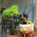 Egrow 50 Pcs/Pack Pine Tree Seeds Mini Black Pine Tree Bonsai Courtyard Garden Bonsai Tree Plants Pine Tree DIY Home Garden