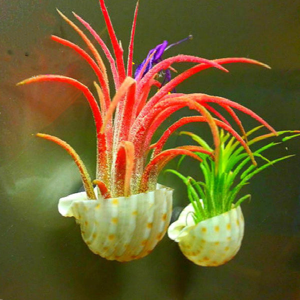 Egrow 100PCS/Pack Air Plant Seeds Cactus Jardin Bonsai Plantas Rainbow Grass For Garden Decoration