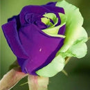 Egrow 50Pcs/Pack Holland Rainbow Rose Seeds Gardening Bonsai Flower Seeds