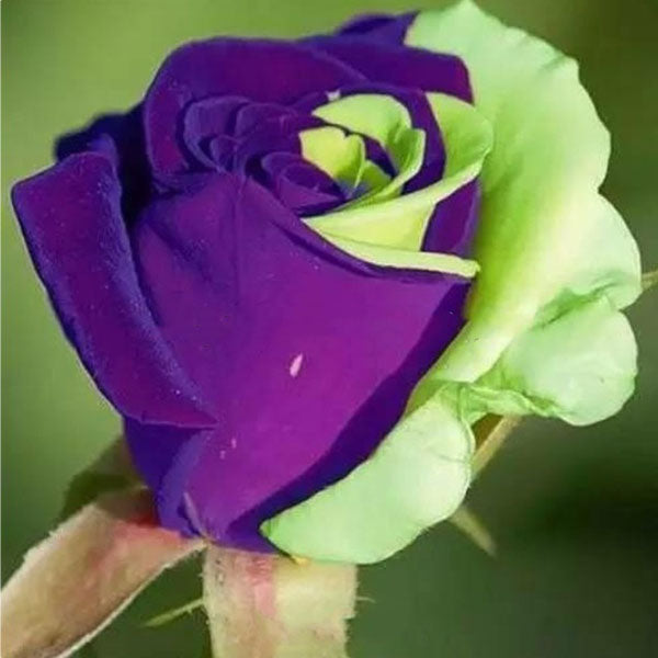 Egrow 50Pcs/Pack Holland Rainbow Rose Seeds Gardening Bonsai Flower Seeds