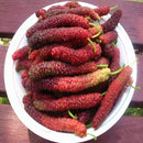 Egrow 100 Pcs/Pack Mulberry Seeds Long Mulberry Bonsai Rare Mulberry Tree Pakistan Fruit Bonsai Large Super Sweet Non-GMO Food For Garden