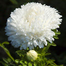 Egrow 30Pcs/Pack Multi-color Aster Bonsai Seeds Chinese Chrysanthemum Flower Garden for Home Gaden Plants