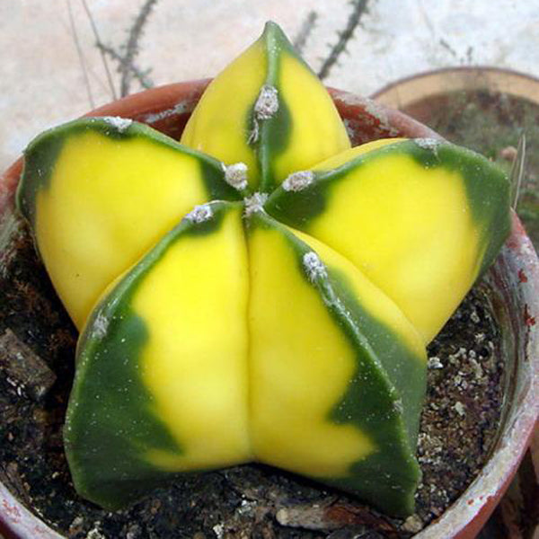 Egrow 10Pcs Yellow Cactus Seeds Meaty Plant Seeds Mini Succulent Bonsai Plants Seeds For Home Garden