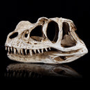 Crafts Dinosaur Resin Skull Fossil Model Home Office Water Aquarium Party Decorations