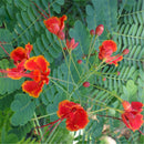 Egrow 20Pcs/Pack Caesalpinia Seeds Caesalpinia Pulcherrima Tree For Home Garden Decoration