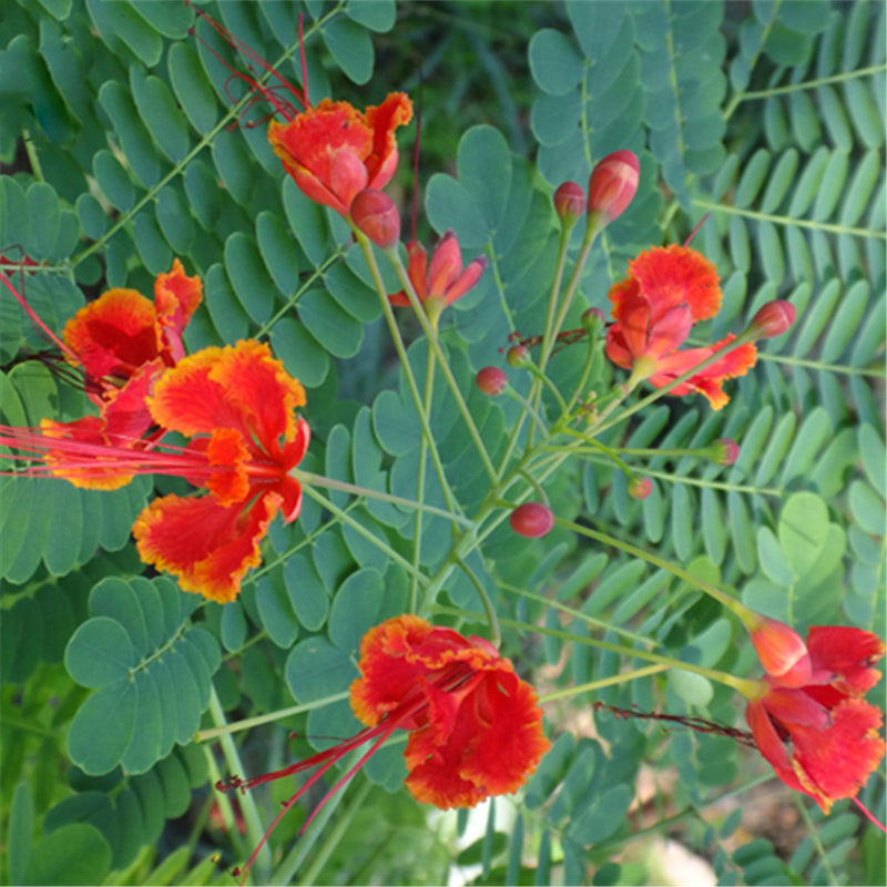 Egrow 20Pcs/Pack Caesalpinia Seeds Caesalpinia Pulcherrima Tree For Home Garden Decoration