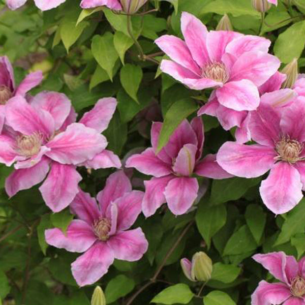 Egrow 100pcs/Pack Mixed Colors Clematis Seeds Flower Vines Bonsai Perennial Climbing Plant
