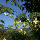 Egrow 80 Pcs/Pack Moringa Tree Seeds Moringa Tree Semente Plant Moringa Oleifera Tree