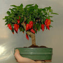 Egrow 100PCS/Pack Pepper Seeds Hot Chilli Pepper Capsicum Vegetable Bonsai Plants Garden Plantas