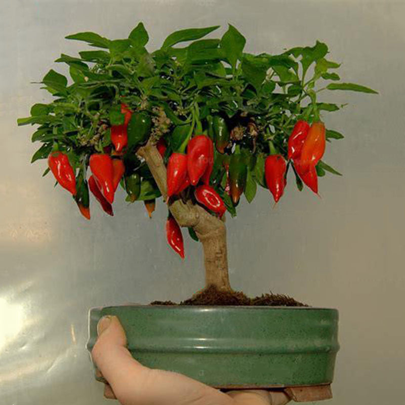 Egrow 100PCS/Pack Pepper Seeds Hot Chilli Pepper Capsicum Vegetable Bonsai Plants Garden Plantas