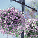 Egrow 100Pcs/Bag Petunia Seeds Rare Variety Hardy Lasting Balcony Yard Flowers Seeds Easy to Grow