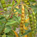 Egrow 200 Pcs/Pack Green Soy Bean Seeds Cajanus Cajan Tree Semente Plant Wood Bean For Cajanus Mu Dou Tree