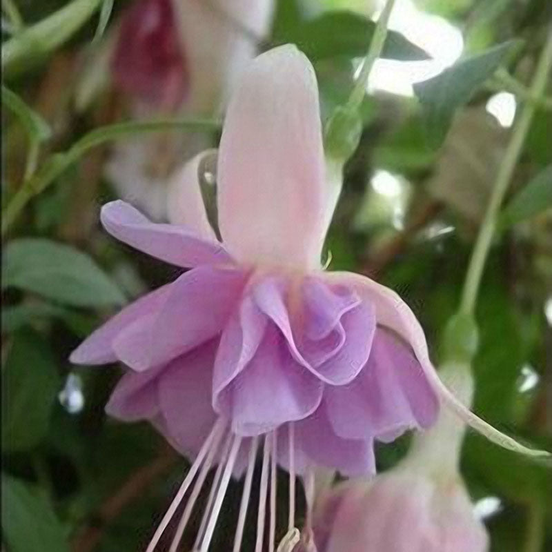 Egrow 10Pcs Fuchsia Lanterns Flower Seeds Garden Balcony Begonia Bell Pot Flower Seeds
