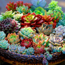 Egrow 200 Pcs/Pack  Succulent Seeds Rare Succulent Plante Flower Bonsai Living Stone Bonsai Mini Garden Plant.